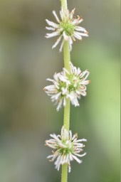 Boehmeria macrophylla (inflorescences femelles) - Bois de source - URTICACEAE - Cryptogène La Réunion - MB2_5924