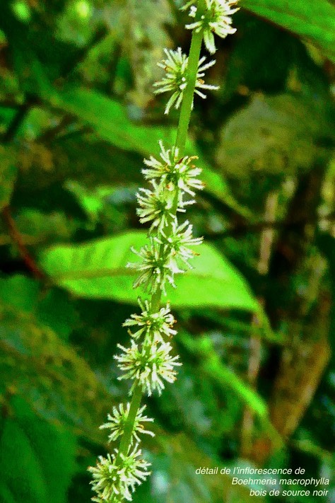 Boehmeria macrophylla.bois de source noir.moyen l'ortie. (détail de l'inflorescence.)urticaceae.P1026506