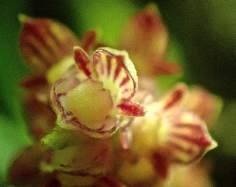 Bulbophyllom bernadetteae. (Bulbophyllum densum ) orchidaceae.P3080042