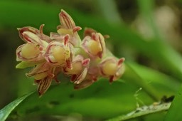Bulbophyllum bernadetteae.( Bulbophyllum densum ) orchidaceae.P3080044