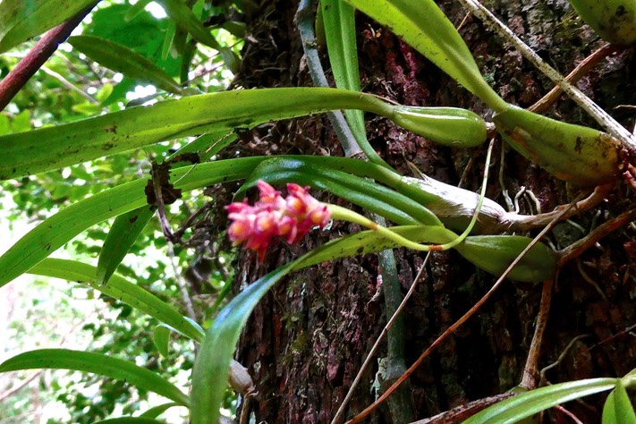 Bulbophyllum bernadetteae. (Bulbophyllum densum .)orchidaceae.P1026621
