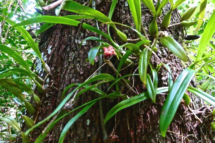Bulbophyllum bernadetteae. (Bulbophyllum densum ) orchidaceae.P1026609