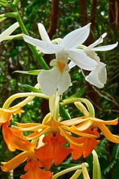 Calanthe sylvatica. orchidaceae.indigène Réunion.P1026643
