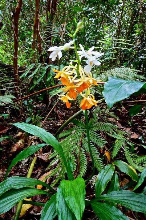 Calanthe sylvatica .orchidaceae.indigène Réunion.P1026635