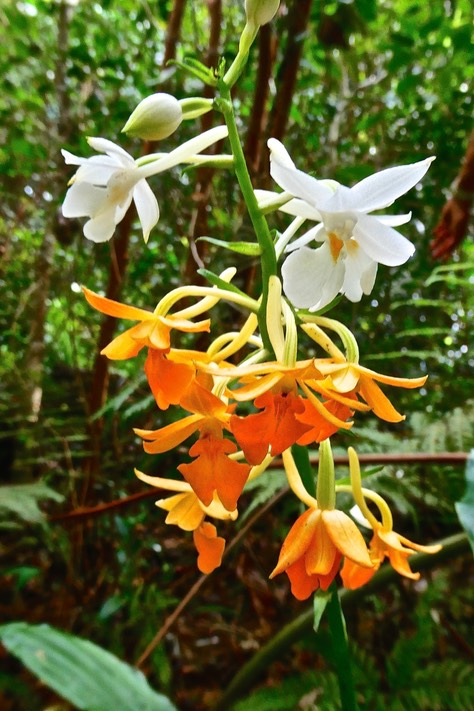 Calanthe sylvatica.orchidaceae.indigène Réunion.P1026638