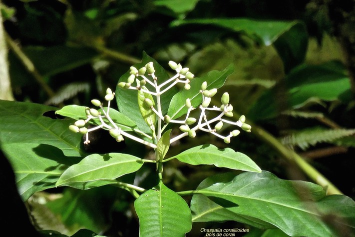 Chassalia coraillioides. bois de corail.rubiaceae.endémique Réunion.P1026634