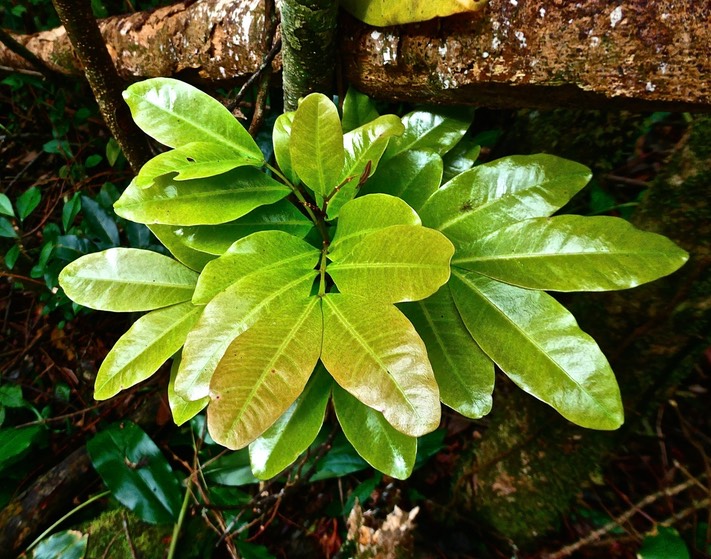 Doratoxylon apetalum.bois de gaulette. (jeune po usse ) sapindaceae.indigène Réunion.P1026523