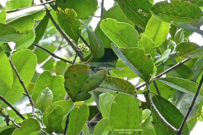 Elaeodendron orientale .(Cassine orientalis )Bois rougUTF-8