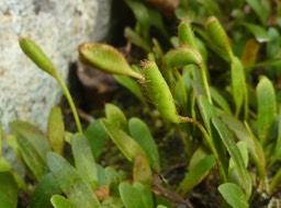 Elaphoglossum spatulatum - (fronde fertile pliée en deux avant maturité) - DRYOPTERIDACEAE - Indigène Réunion - P1030824