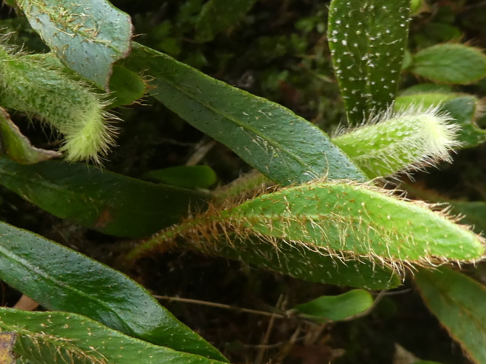 Elaphoglossum spatulatum - DRYOPTERIDACEAE - Indigène Réunion - P1030821