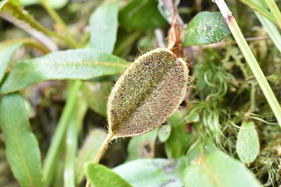 Elaphoglossum spatulatum - (fronde fertile) - DRYOPTERIDACEAE - Indigène Réunion - MB2_5958