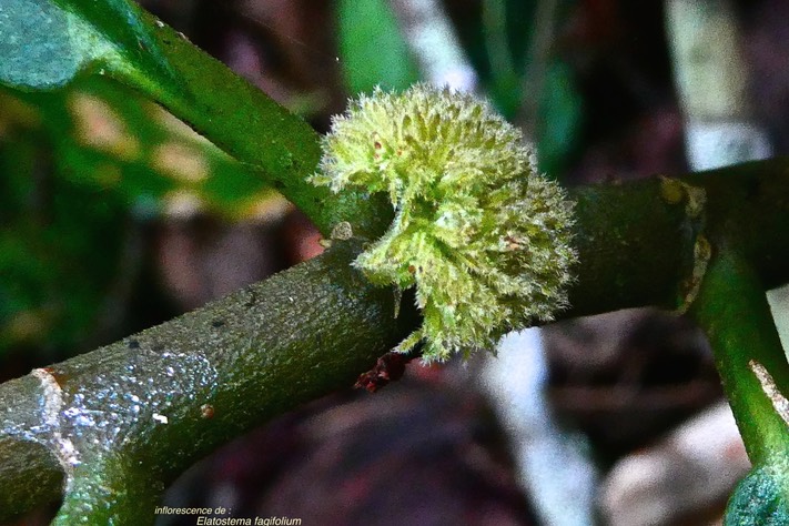 Elatostema fagifolium .( inflorescence en glomérule ) urticaceae. indigène Réunion.P1026561