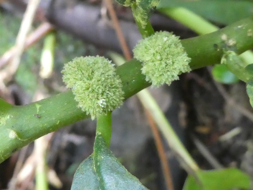Elatostema fagifolium (inflorescences) - URTICACEAE - Indigène Réunion