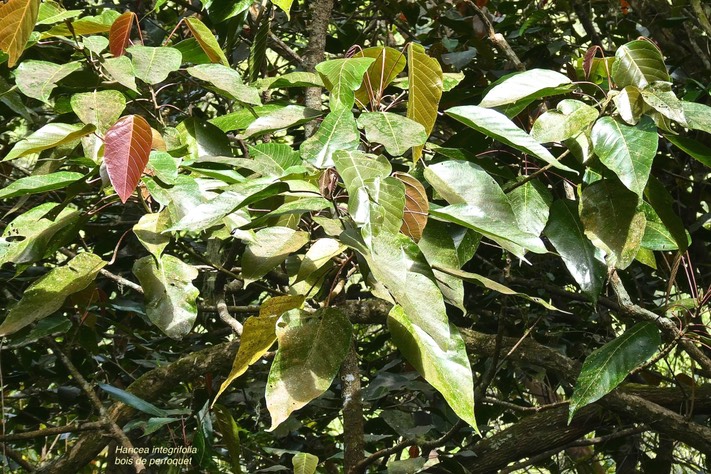 Hancea integrifolia .( ex Cordemoya integrifolia ) bois de perroquet. (  feuillage ) euphorbiaceae.endémique Réunion Maurice. P1026647