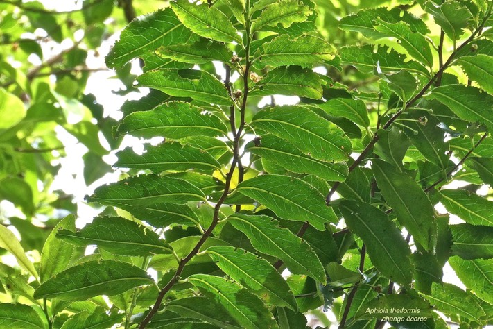 Aphloia theiformis.Change écorce.aphloiaceae.indigène Réunion.  P1026589