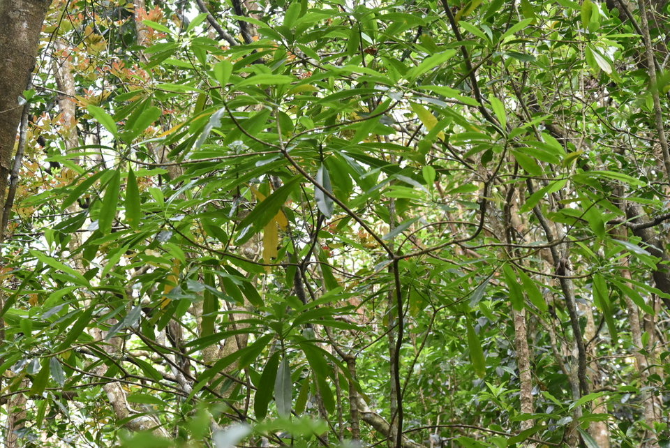 Ochrosia borbonica - Bois jaune - APOCYNACEAE - Endémique Réunion, Maurice