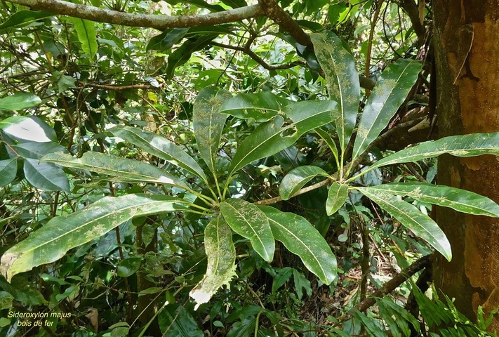 Sideroxylon majus. bois de fer. bois de fer blanc.sapotaceae. endémique Réunion.P1026600