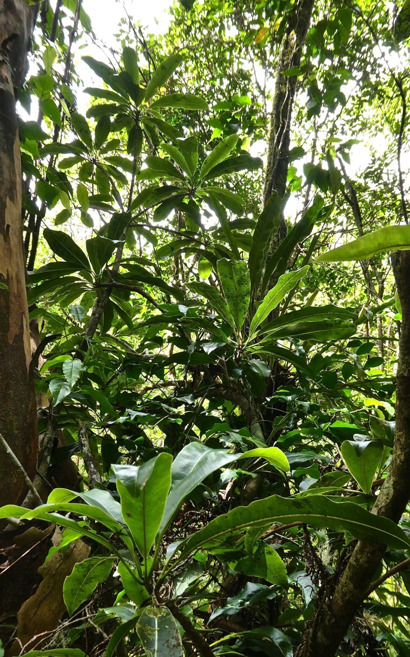 Sideroxylon majus. bois de fer. bois de fer blanc.sapotaceae.endémique Réunion.P1026601