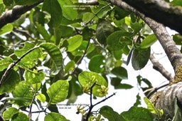Tabernaemontana mauritiana .bois de lait.apocynaceae.endémique Réunion Maurice. en bas à gauche et Elaeodendron orientale .bois rouge.celastraceae.endémique Réunion Maurice Rodrigues. en haut et à droite . P1026539
