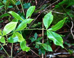 Toddalia asiatica. liane patte poule.( jeune rameau avec épines ) rutaceae.indigène Réunion.P1026565