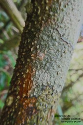 Toddalia asiatica. liane patte poule . ( vieille tige ligneuse) rutaceae. indigène Réunion.P1026564