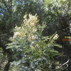 Acacia mearnsii Acacia Fabaceae E E 32.jpeg