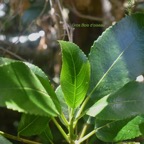 Claoxylon glandulosum Gros Bois d'oiseau E uphorbiaceae Endémique La Réunion 34.jpeg