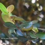 Eugenia buxifolia Bois de nèfles à petites feuilles Myrtaceae Endémique La Réunion 107.jpeg