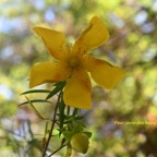 Hypericum lanceolatum subsp. angustifolium Fleur jaune des hauts  Hypericaceae Endémique La Réunion .jpeg