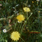 Hypochaeris radicata Chicorée pays Asteraceae E E 63.jpeg