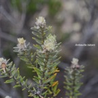 Phylica nitida Ambaville bâtard Rhamnaceae Endémique des Mascareignes 130.jpeg