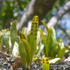 Pleopeltis macrocarpa Fougère gros lentilles Polypodiaceae Indigène La Réunion 77.jpeg