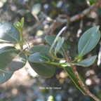 Sideroxylon borbonicum Bois de fer bâtard Sapotaceae Endémique La Réunion 105.jpeg