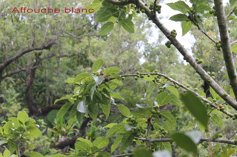 Affouche blancou Figuier blanc- Ficus lateriflora - Moracée - I