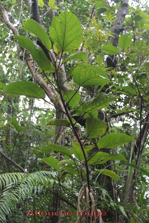 Affouche rouge - Ficus mauritiana - Moracée - BM