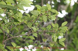 Bois de balai ou Bois de cerise marron -  Memecylon confusum - Mélastomatacée - B