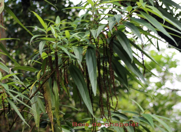 Bois de chapelet - Boehmeria penduliflora - Urticacée - exo