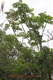Bois de papaye - Polyscias repanda - Araliacée - B