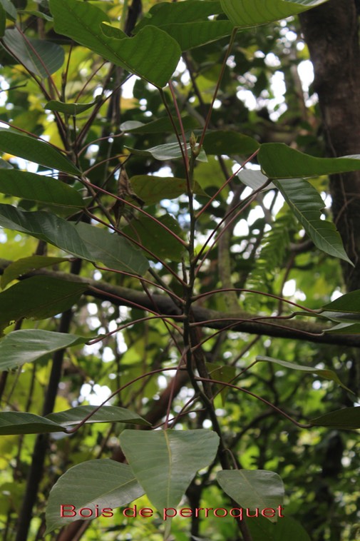 Bois de perroquet - Cordemoya integrifolia - Euphorbiacée - Bm