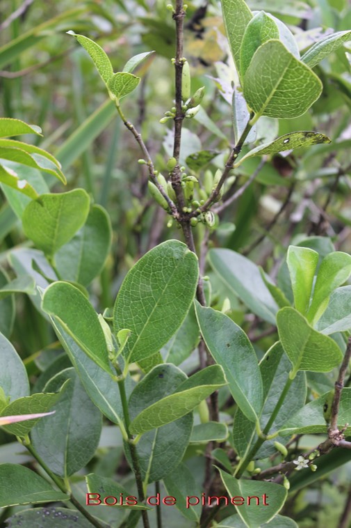 Bois de piment - Geniostoma borbonicum - Loganiacée - Masc