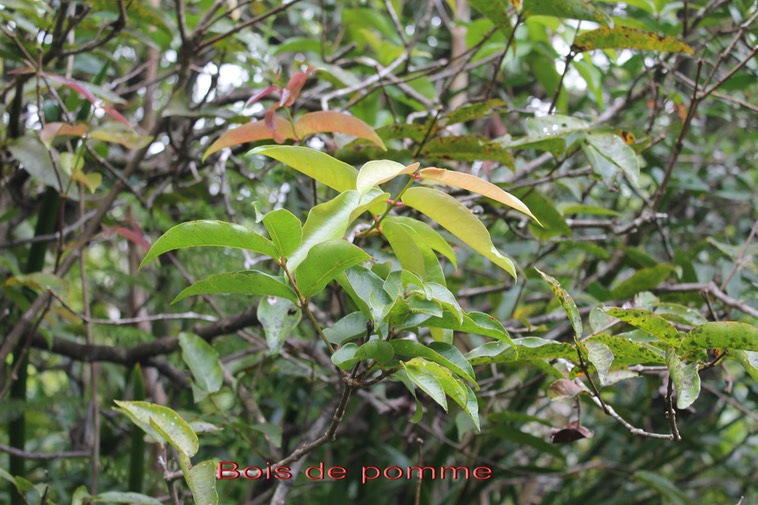 Bois de pomme rouge - Syzygium cymosum - Myrtacée - BM