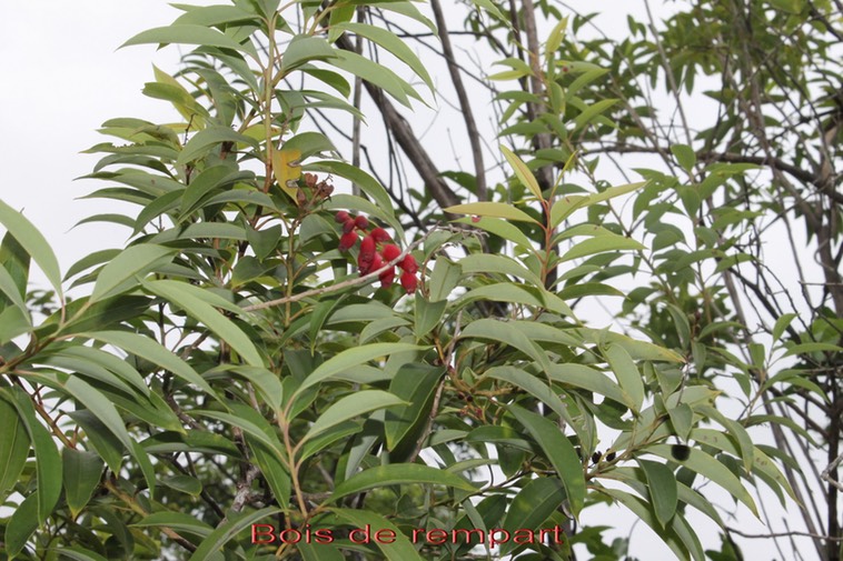 Bois de rempart - Agarista salicifolia - Ericacée - Masc