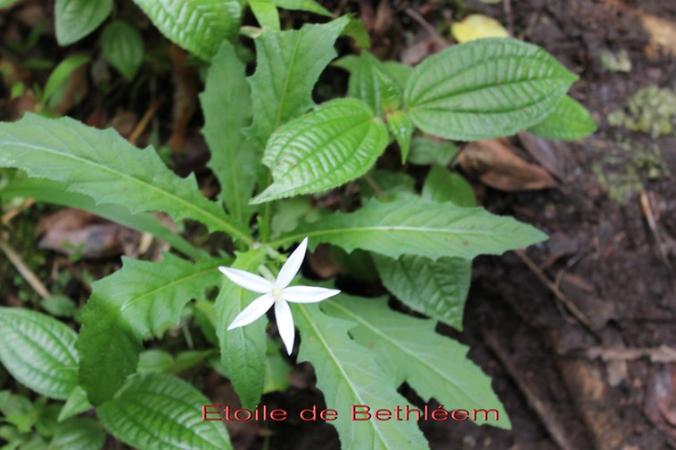 Etoile de Bethléem -Hippobroma longiflora - exo