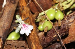 Fleur et fruits de la Cardamome