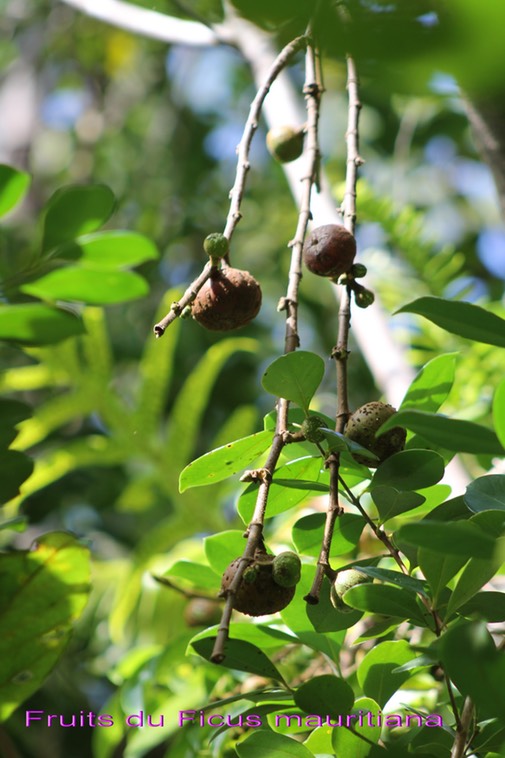 Fruits du Ficus mauritiana