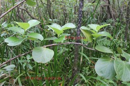 Mapou - Monimia rotundifolia et Paille sabre - Machaerina iridifolia- Cypéracée -I