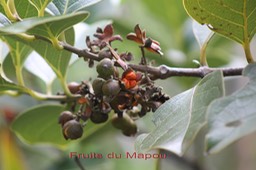 Mapou - Monimia rotundifolia - Monimiacée - B