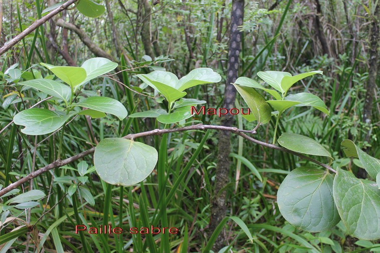 Mapou - Monimia rotundifolia et Paille sabre - Machaerina iridifolia- Cypéracée -I