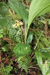 Orchidée - Phajus