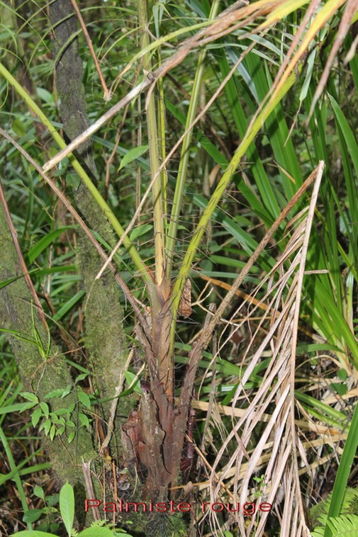 Palmiste rouge - Acanthophoenix rubra - Arécacée - BM